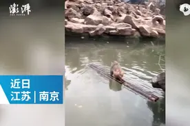 萌翻了！小猴用竹竿当船借助外力渡河，网友：孙悟空直呼内行图片