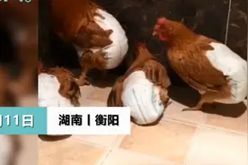赌你没见过！湖南小伙给6只鸡穿尿不湿养在卫生间，网友：是个狠人图片