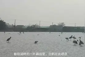 西伯利亚“神鸟”的中国家园图片