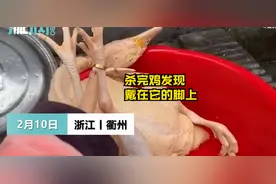 谁能想到？女子过年杀鸡竟找到丢失多年金戒指，戴在“鸡脚”上还挺合适图片