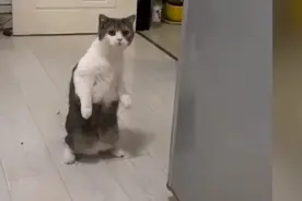 猫咪满脸好奇站立家中看窗外烟花，一脸惊讶的画面网友直呼：好像表情包图片