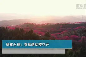 福建永福：春意萌动樱花开视频封面