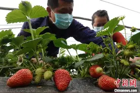 新疆南部阳光明媚春意浓图片