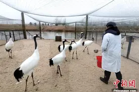 探访盐城丹顶鹤保护区养鹤人：养鹤就像抚养自己孩子图片