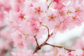重庆有个“美樱花海”60000株樱花盛开图片