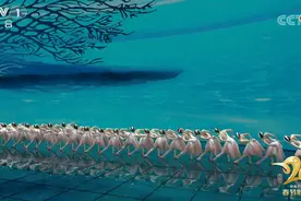 绝美！浙江姑娘再登春晚起舞，全场惊叹：每一帧都是画图片