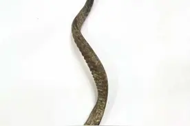 牛年说牛｜杭州动物园藏着哪些牛气冲天的牛？新年第一天，一起去追“星”图片