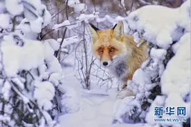 新疆是个好地方｜新年好，喀纳斯的狐狸“小可爱”图片