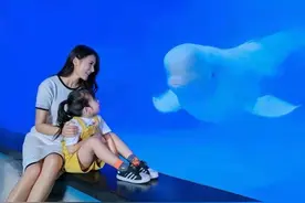 萌宠齐贺团来了！广州首头小白鲸开年大秀图片