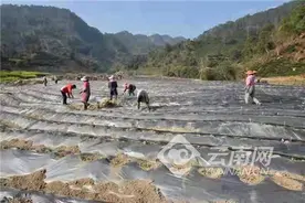 云南双江“美人椒”映红好日子图片
