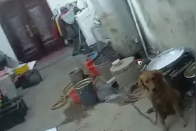 金毛犬跑丢半年后找回原主人，收养家庭报警了视频封面