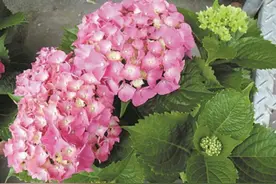 10种不适合室内养殖的有毒植物图片