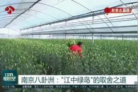 南京八卦洲：“江中绿岛”的取舍之道图片