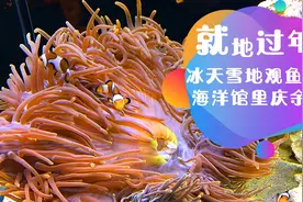 就地过年｜冰天雪地观鱼艳 海洋馆里庆余年视频封面
