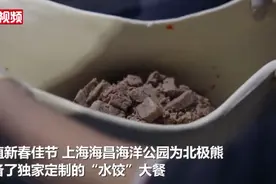 春节“加餐”！北极熊吃上了独家定制的“水饺大餐”图片