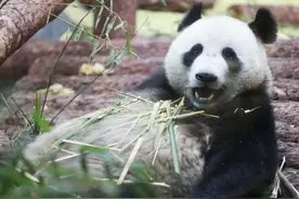俄罗斯动物园办情人节活动 胜者将获中国大熊猫所画贺卡图片