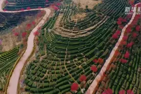 福建南靖：紫云山上赏樱花视频封面