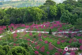 生机勃勃！广西南宁桃花岛鲜花俏丽吸引游人图片