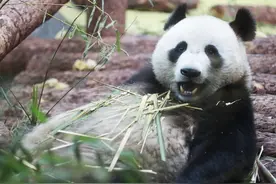 俄罗斯动物园办情人节活动 胜者将获中国大熊猫所画贺卡图片