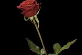 你送给爱人的玫瑰，其实都是“假玫瑰”图片