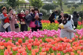 赏花好去处 花舞人间花开正艳图片