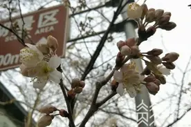 鸡鸣寺的樱花“消息树”开花了图片