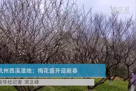 杭州西溪湿地：梅花盛开迎新春视频封面