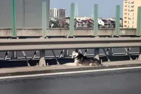 哈哈哈二哈又闯大祸了！“单身狗”赖在高速上不走，汽车被它堵成“狗”图片