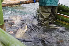 【新春走基层】鱼肥水美 月亮湖开渔啦！