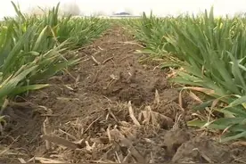 菏泽市巨野县：春雨迎新春 人工增雨解旱情视频封面