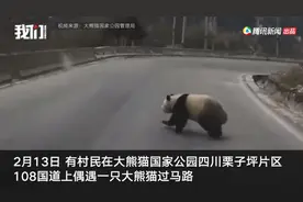 四川村民初二走亲戚，偶遇大熊猫下山“拜年”！网友：带红包了吗？图片