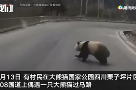 四川村民初二走亲戚，偶遇大熊猫下山“拜年”！网友：带红包了吗？图片