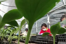 人勤春来早 农家忙育苗视频封面