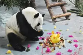 属牛的游客！逛西宁动物园熊猫馆免门票啦图片