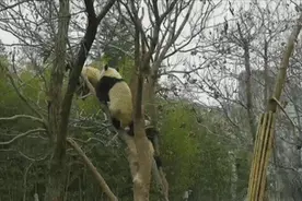 秦岭大熊猫的日常有多萌？图片