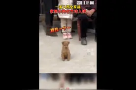 有爱瞬间！拍全家福小狗悄悄入镜……图片