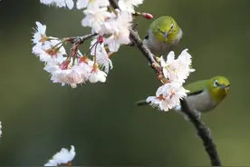 鸟语花香春光好图片