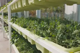 58种来自全世界不同品种的水果蔬菜！一起去逛陵水清水湾国际农博园↓↓图片