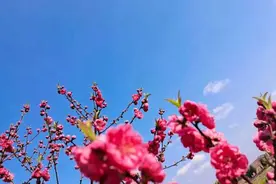 新田：春风送暖桃花艳图片