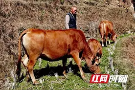 隆回有个“高产牛妈妈”，6年生了6个犊图片