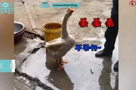 大白鹅听主人说要杀它被气吐血，目击者：逗逗它，没想到这么生气图片