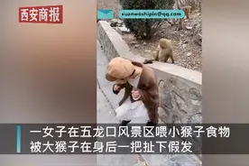 女子景区喂小猴被大猴扯掉假发，女子：我和它当时都吓了一跳图片