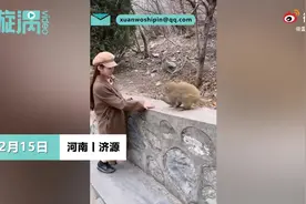 女孩景区喂猴被扯掉假发：我和它当时都吓了一跳图片