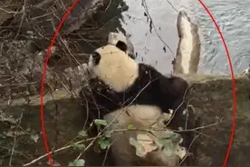 四川野生大熊猫下山过河来“拜年”憨态可掬图片