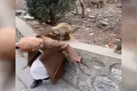 35秒丨女子景区喂小猴被大猴扯掉假发 网友：火眼金睛打回原形视频封面