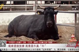 【牛年说牛 山东真牛】喝啤酒做按摩 高青黑牛真“牛”视频封面