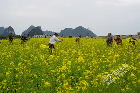 美呆啦！南宁发现一大片油菜花，黄灿灿像金色的海洋！！！图片