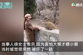 女子景区喂小猴被大猴扯掉假发：我和它都吓了一跳！现场画面令网友笑翻图片