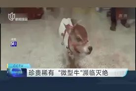 珍贵稀有  “微型牛”濒临灭绝视频封面