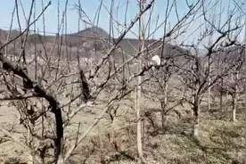 非法狩猎国家重点保护野生鸟类，安徽池州一村民被立案侦查视频封面